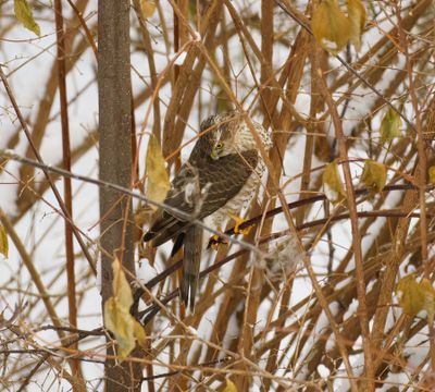 Eurasian Sparrowhawk