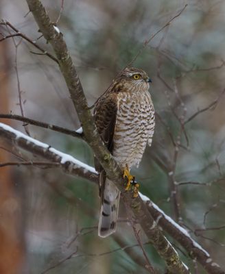 Eurasian Sparrowhawk
