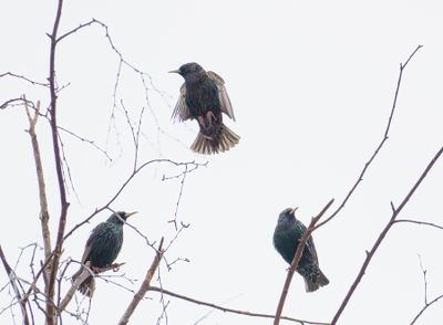 Common Starling