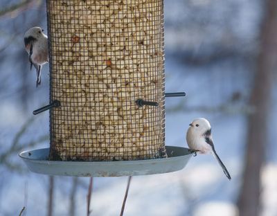 Long-tailed Tit