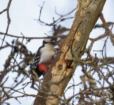 Great Spotted Woodpecker