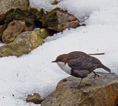 White-throated Dipper