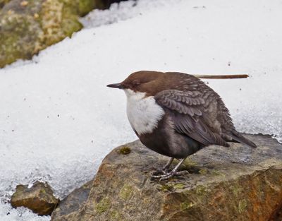 White-throated Dipper