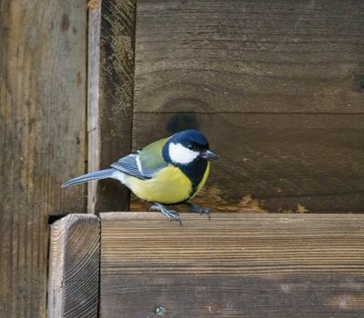Great Tit