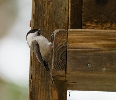 Willow Tit