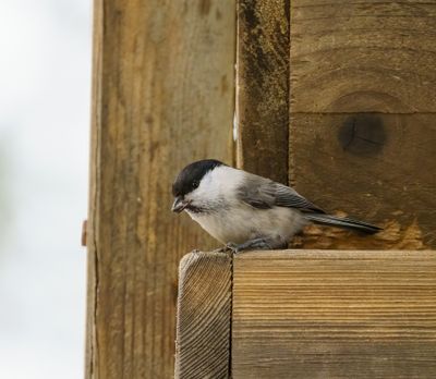 Willow Tit