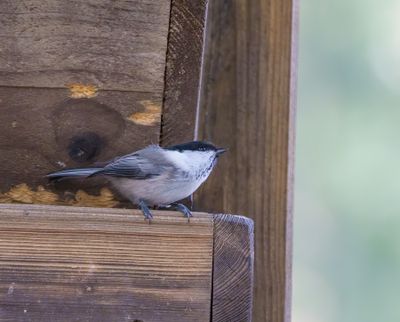 Willow Tit