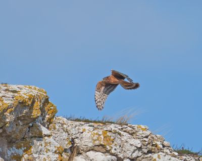 Hen Harrier