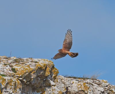Hen Harrier