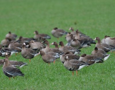 Greater White-fronted Goose,Bean Goose