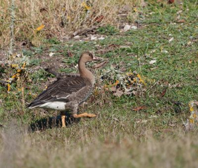 Greater White-fronted Goose