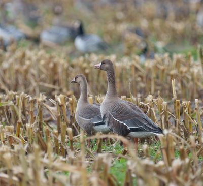 Greater White-fronted Goose