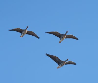 Greater White-fronted Goose