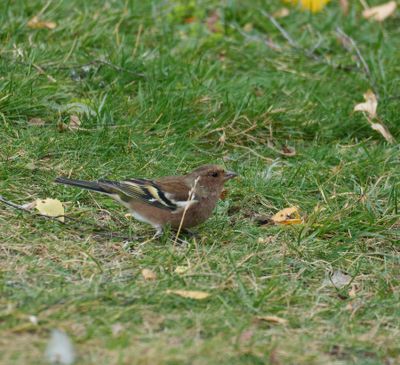 Common Chaffinch