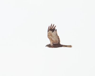 Western Marsh Harrier