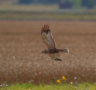 Western Marsh Harrier