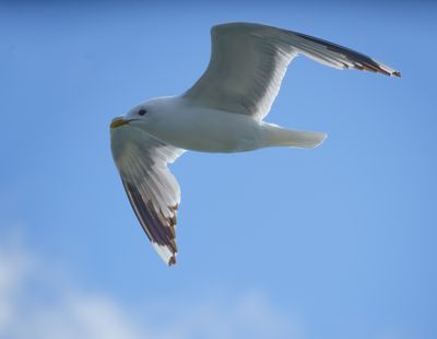 Mew Gull