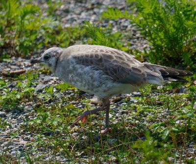 Mew Gull