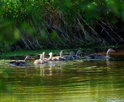 Greylag Goose