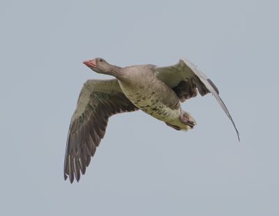 Greylag Goose