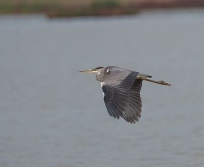 Grey Heron