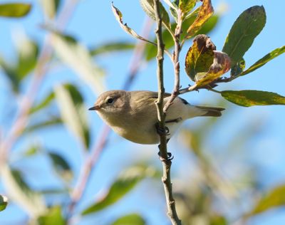 Chiffchaff