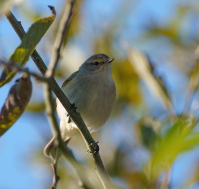 Chiffchaff