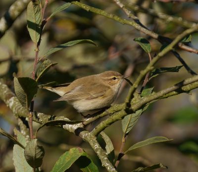 Chiffchaff