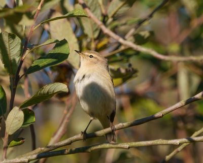 Chiffchaff