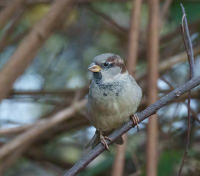 House Sparrow