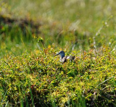 Wood Sandpiper