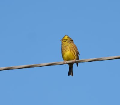 Yellowhammer