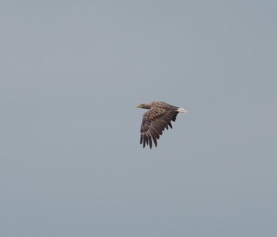 White-tailed Eagle