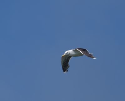 Great Black-backed Gull