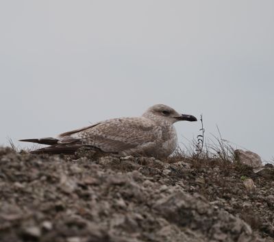 Great Black-backed Gull