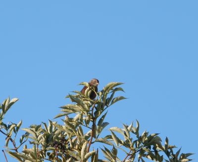 Dunnock