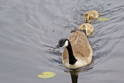 Canada Goose