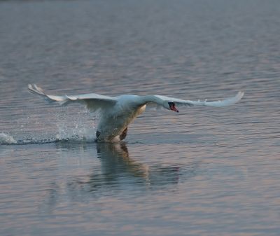 Mute Swan