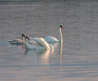 Mute Swan