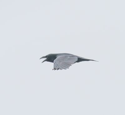 Common Raven