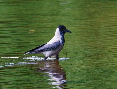 Carrion Crow