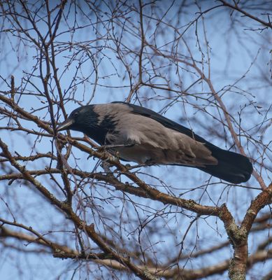 Carrion Crow