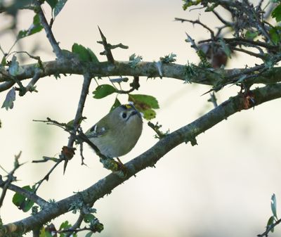 Goldcrest