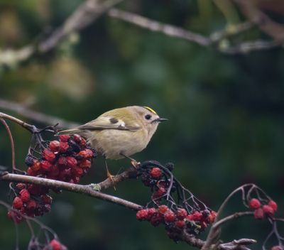 Goldcrest
