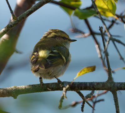 Rare birds in Sweden