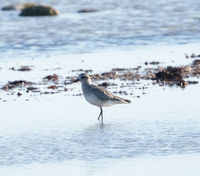 Grey Plover