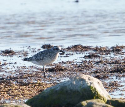 Grey Plover
