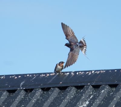 Barn Swallow