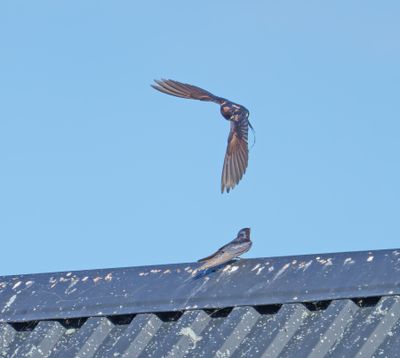 Barn Swallow