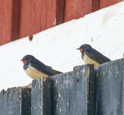 Barn Swallow